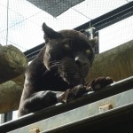 日本平動物園