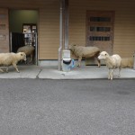 DSC00327.JPG