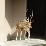 DSC00347.JPG