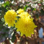 IMG_0266.JPG
