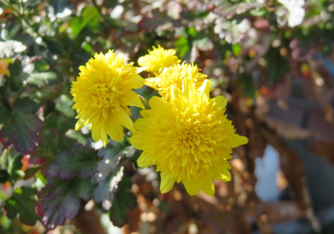 IMG_0266.JPG