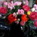 iPhone-011209-1430