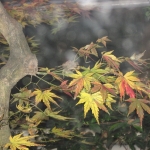晩秋の紅葉2009