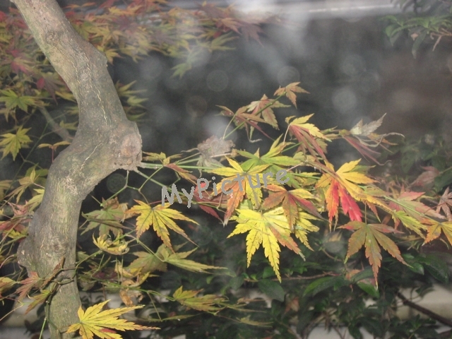 晩秋の紅葉2009