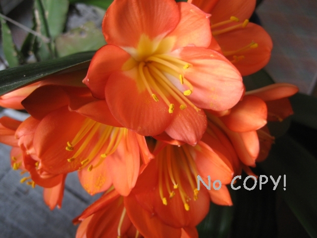 IMG_0678
