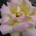 IMG_2963.jpg