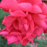 IMG_2970.jpg