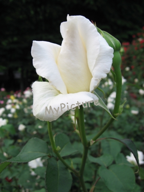 IMG_2978.jpg