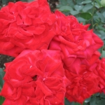 IMG_2984.jpg