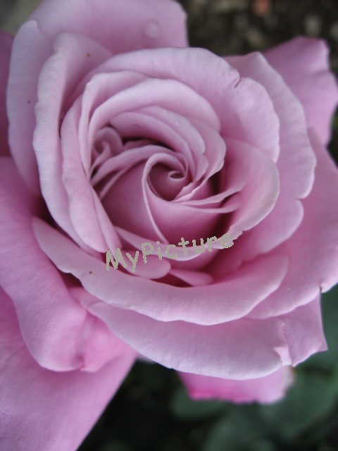 あつみ温泉のバラ