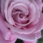 あつみ温泉のバラ