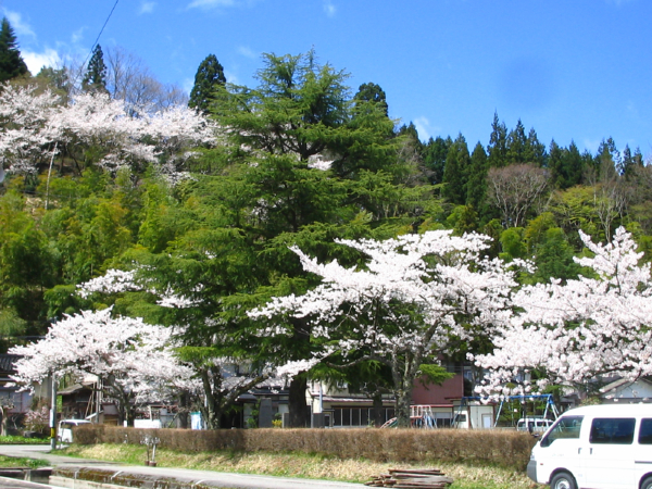 湯田川の桜