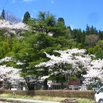 湯田川の桜