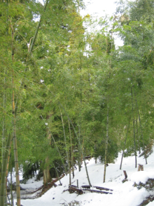 梅林公園の竹林
