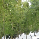 梅林公園の竹林