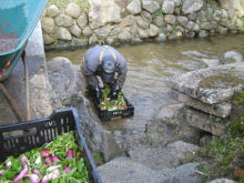 藤沢カブ