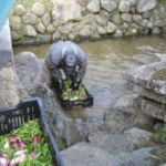 藤沢カブ
