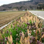 つくし