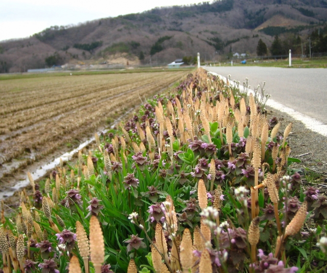 つくし