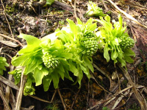 山のばんけ（ふきのとう）