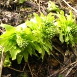 山のばんけ（ふきのとう）