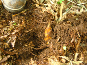 孟宗掘り（たけのこ）