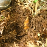 孟宗掘り（たけのこ）