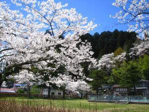 児童公園の桜