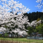 児童公園の桜
