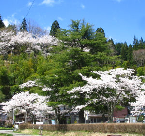 湯田川の桜