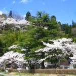 湯田川の桜