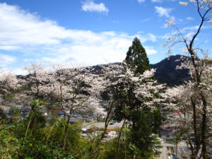 樹木園からの眺め