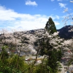 樹木園からの眺め