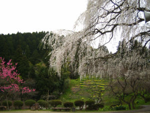 梅林公園、しだれ桜