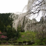 梅林公園、しだれ桜