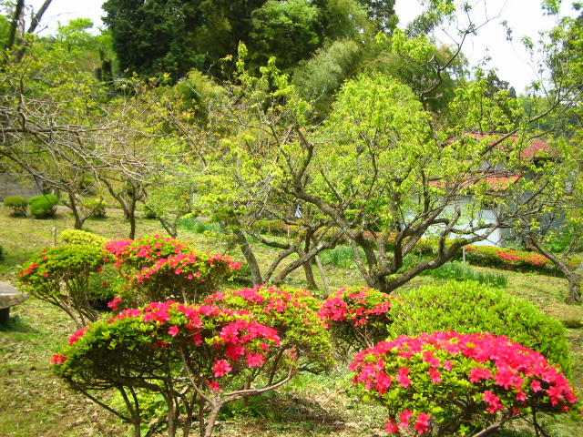 梅林公園のつつじ