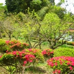 梅林公園のつつじ