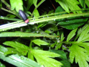 湯田川のホタル