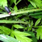 湯田川のホタル