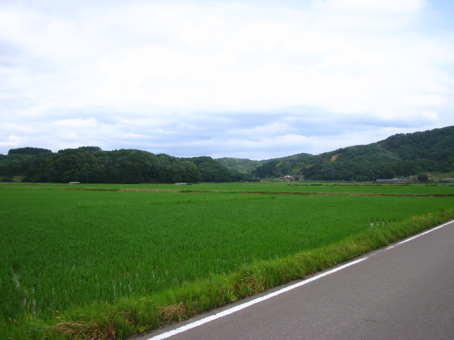 田んぼの風景