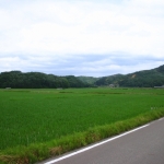 田んぼの風景
