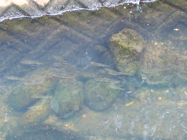 道路沿いでも魚が