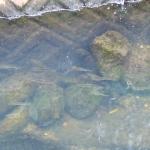 道路沿いでも魚が