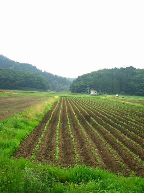 枝豆の畑かな