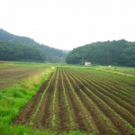枝豆の畑かな