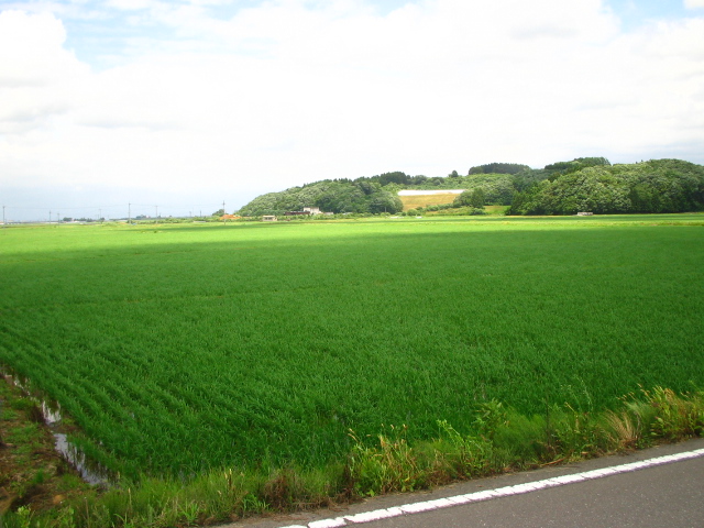 田植えが終わった田んぼ
