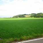 田植えが終わった田んぼ