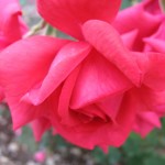 ほのかギャラリー