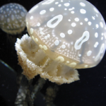 アクアリウム