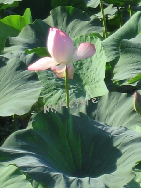 上池の蓮花2010